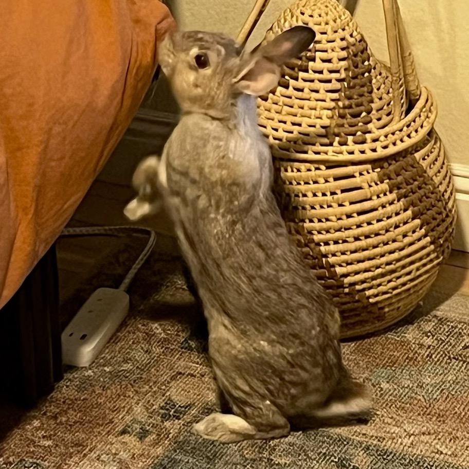 Enlarge Acorn, a Adoptable American in Napa, CA image 3/5