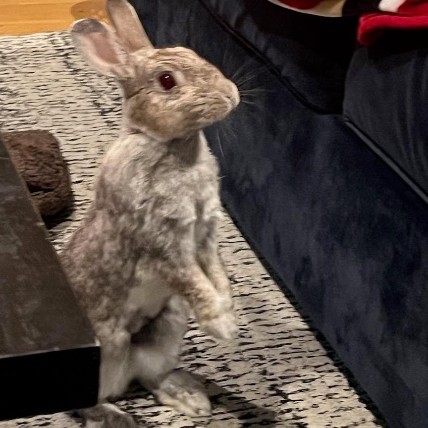 Enlarge Acorn, a Adoptable American in Napa, CA image 5/5