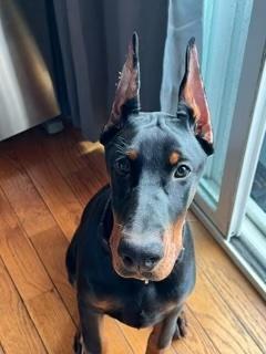 Blaze, ADOPTABLE, Adult Male Doberman Pinscher.