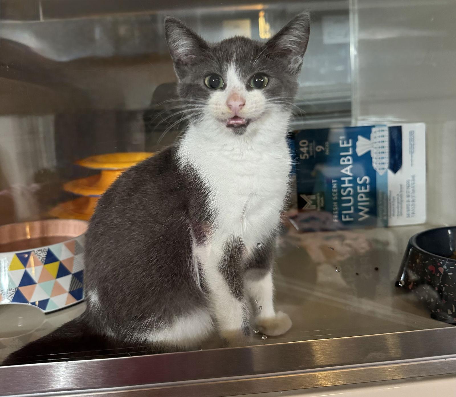 Abigail, Adoptable, Young Female Domestic Short Hair.