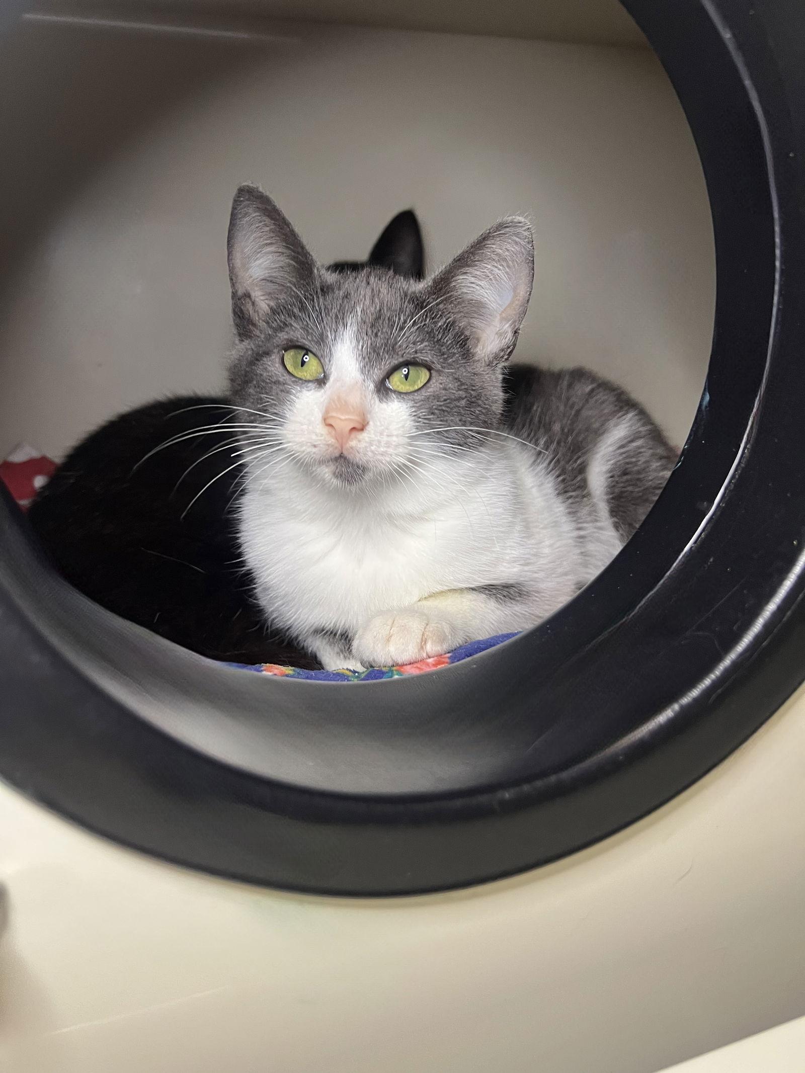 Enlarge Abigail, a Adoptable Domestic Short Hair in Hammond, LA image 2/2