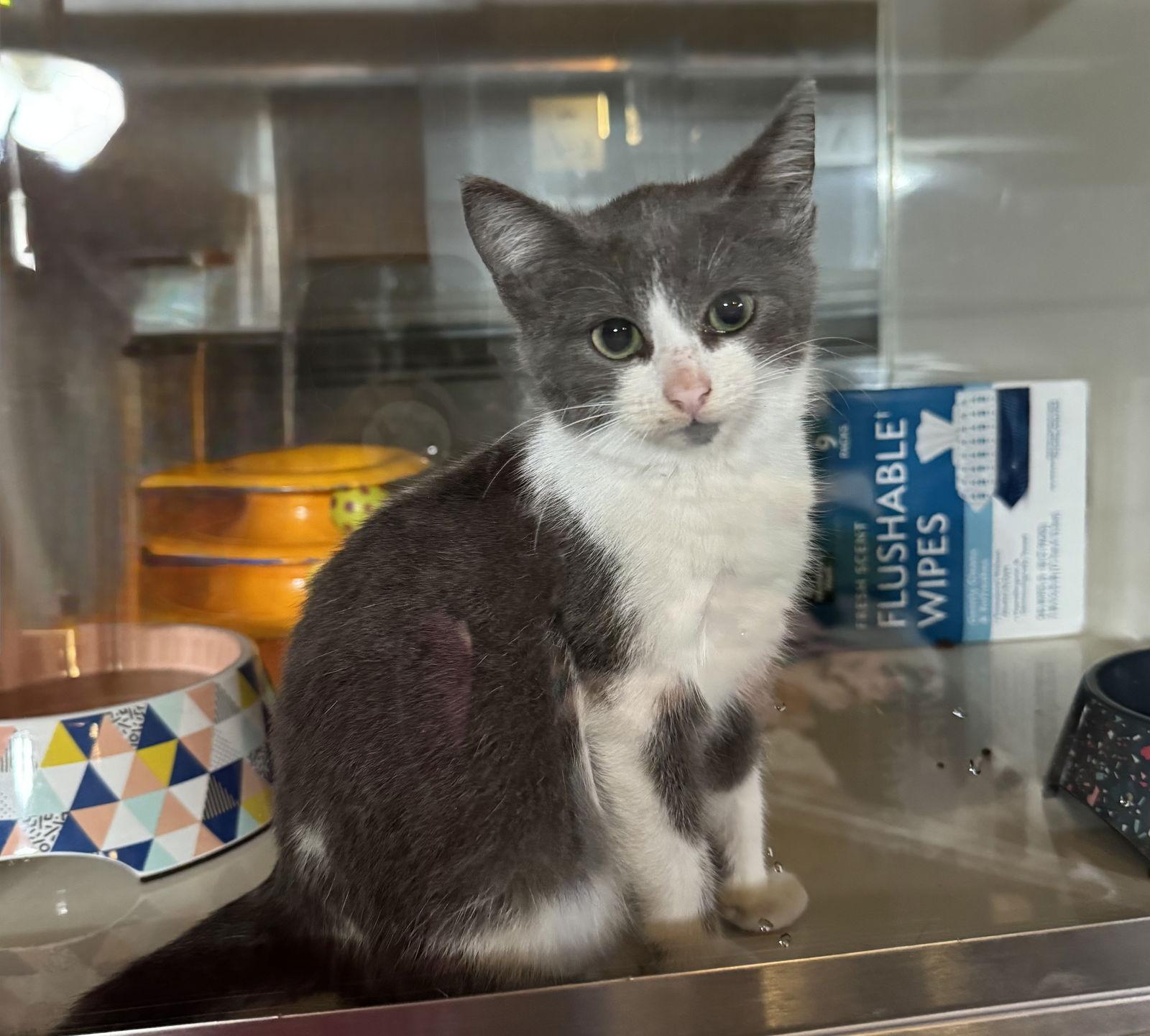 Enlarge Abigail, a Adopted Domestic Short Hair in Hammond, LA image 3/3