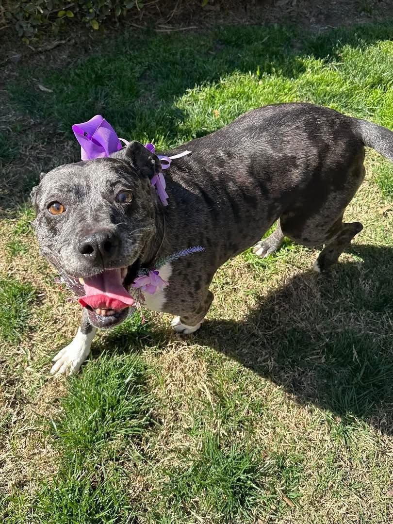 Belle, a Adopted mixed breed in Redlands, CA image 1/3