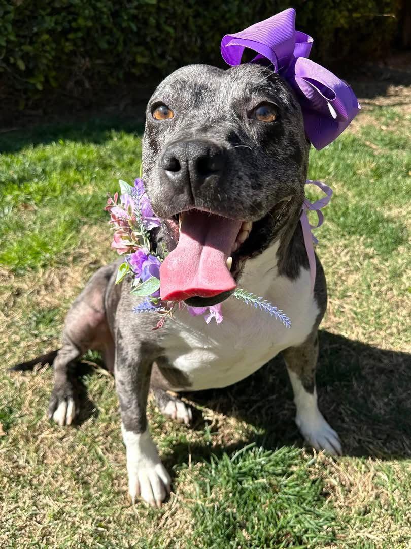 Belle, a Adopted mixed breed in Redlands, CA image 2/3