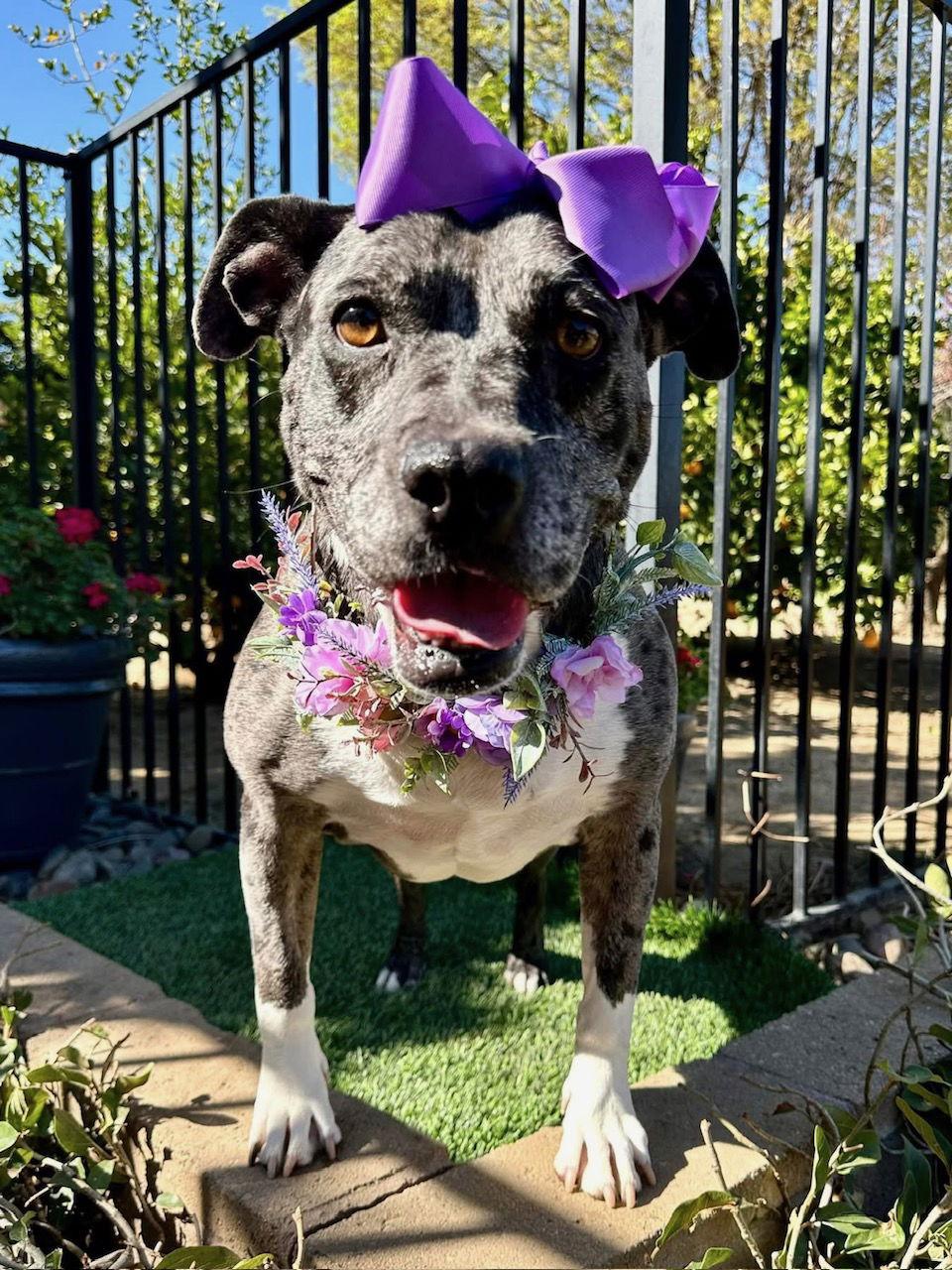 Belle, a Adopted mixed breed in Redlands, CA image 3/3