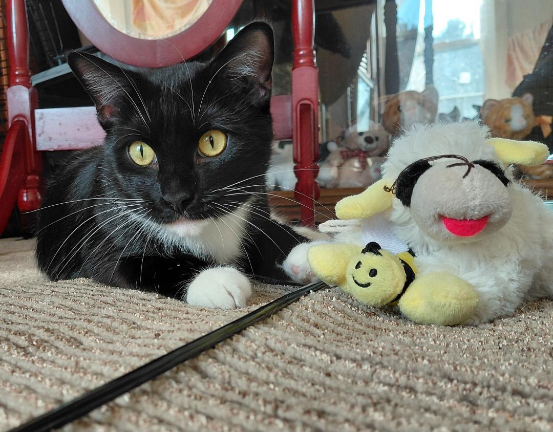 Greta Stauffer (beautiful sweet girl!) — thumbnail 2