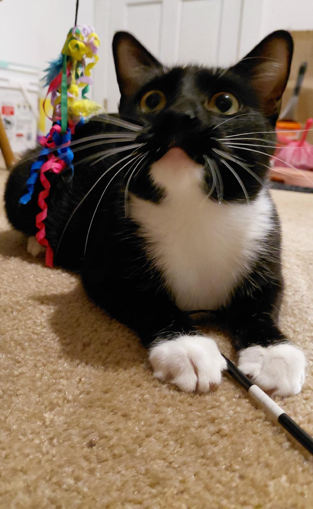 Greta Stauffer (beautiful sweet girl!) — thumbnail 4