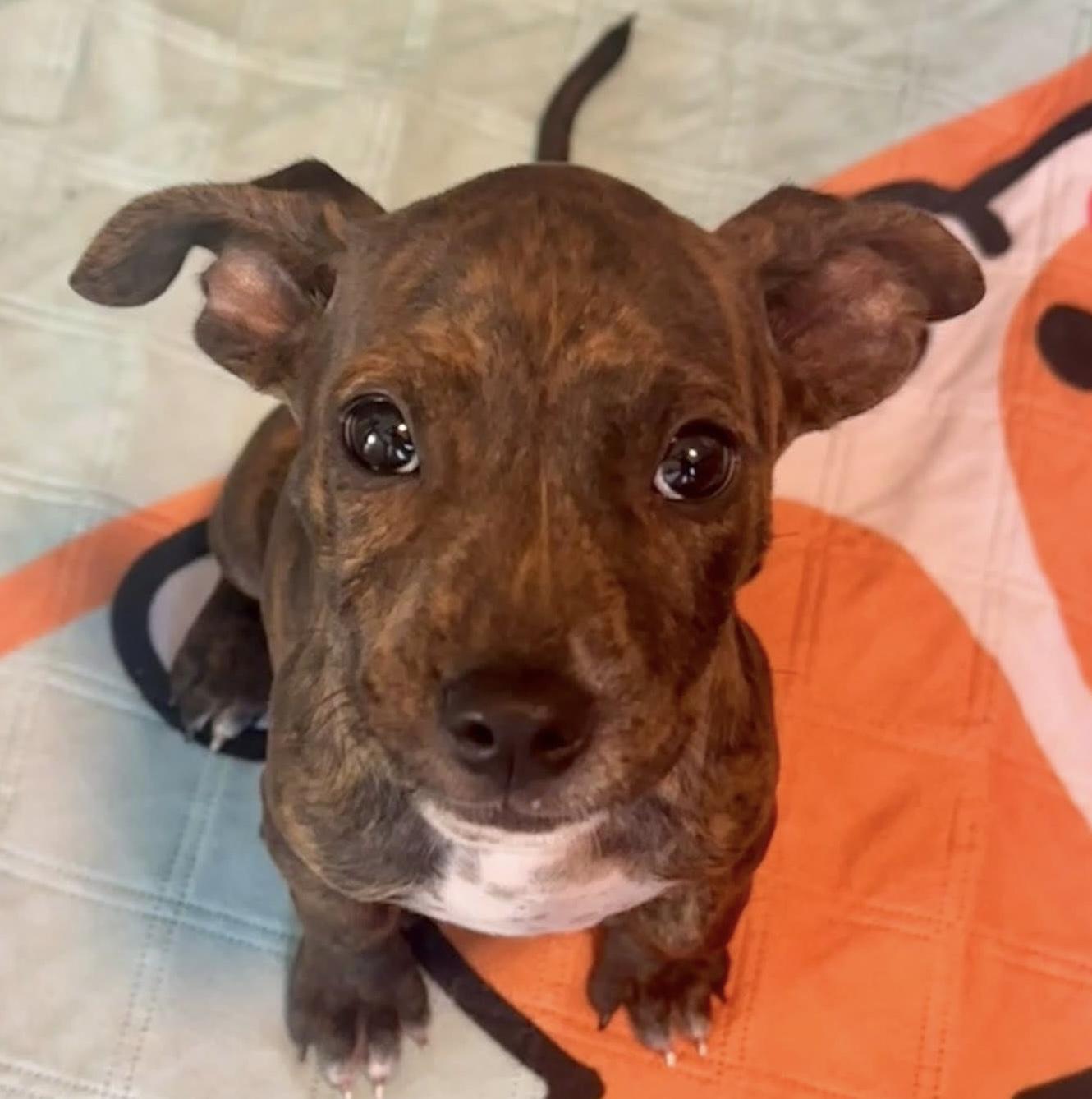 Enlarge Calypso , a ADOPTABLE mixed breed in Grosse Pointe Park, MI image 2/6