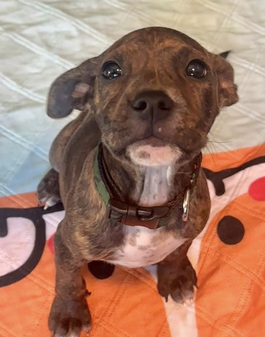 Enlarge Calypso , a ADOPTABLE mixed breed in Grosse Pointe Park, MI image 5/6