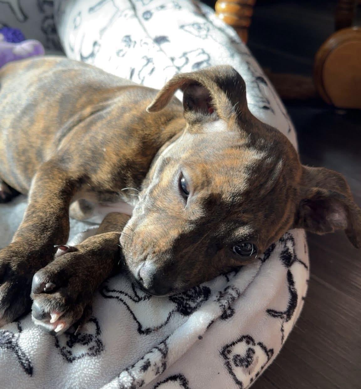 Enlarge Calypso , a ADOPTABLE mixed breed in Grosse Pointe Park, MI image 3/6