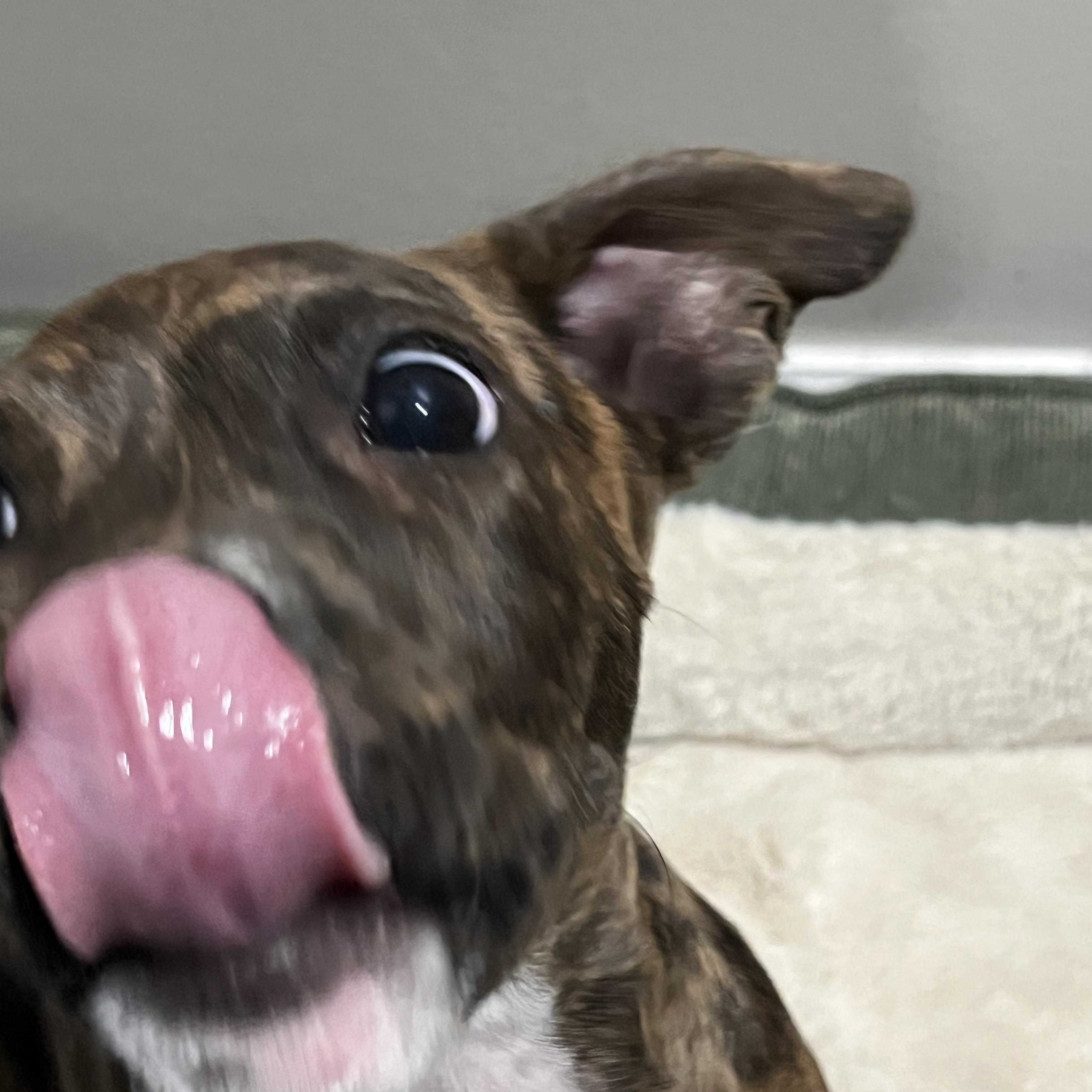 Enlarge Calypso , a ADOPTABLE mixed breed in Grosse Pointe Park, MI image 4/6