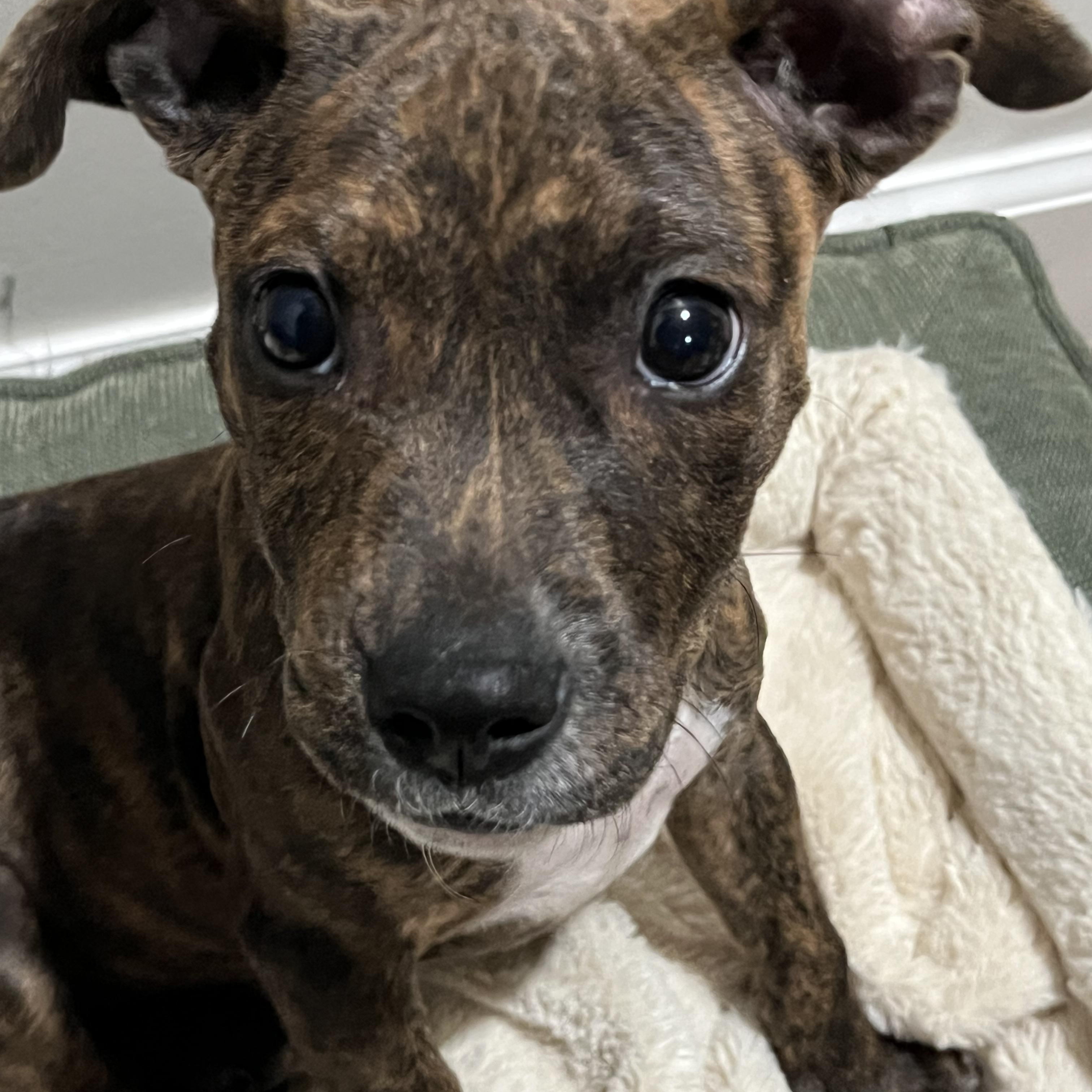Enlarge Calypso , a ADOPTABLE mixed breed in Grosse Pointe Park, MI image 1/6