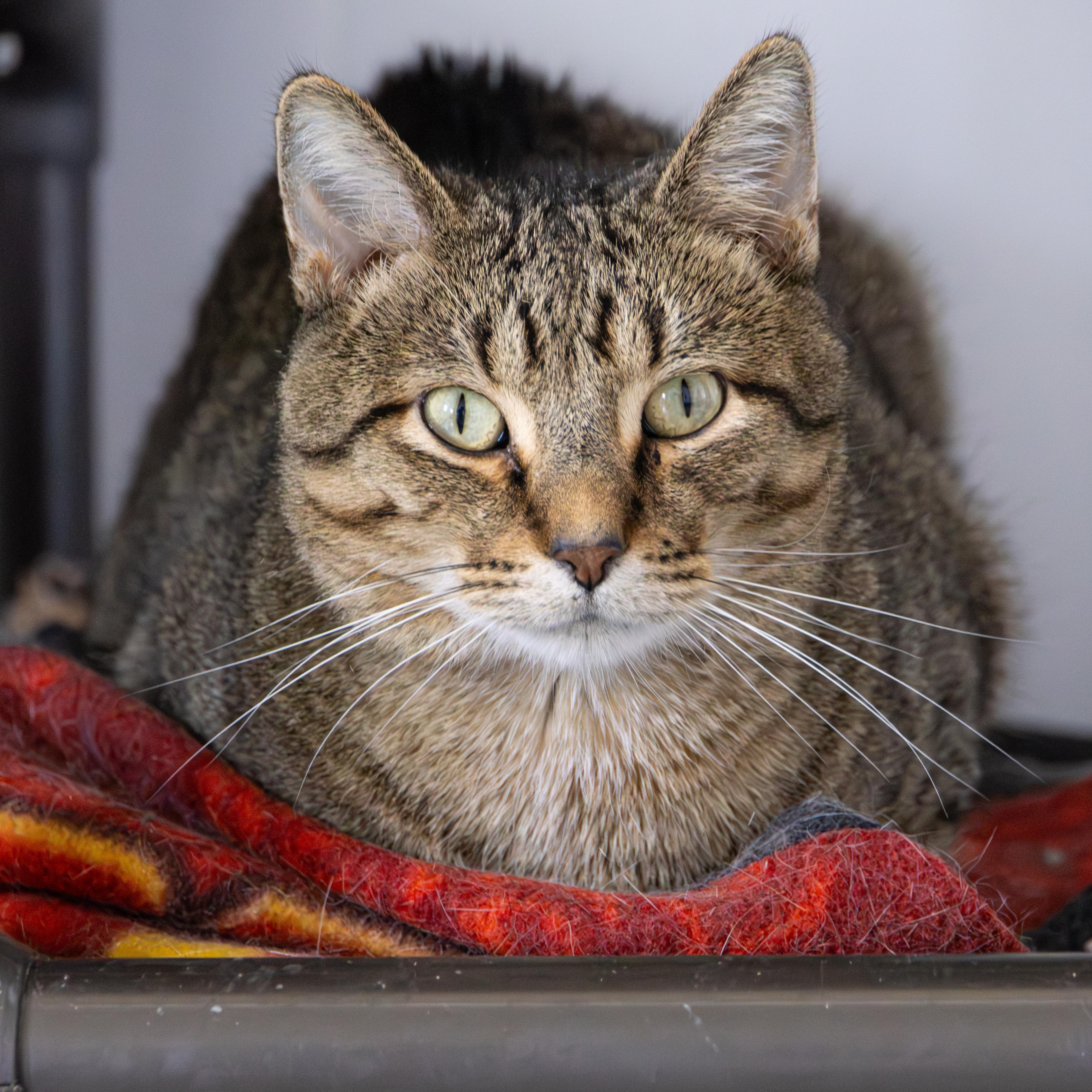 Wheat, an adoptable Domestic Short Hair in Richland Center, WI, 53581 | Photo Image 4
