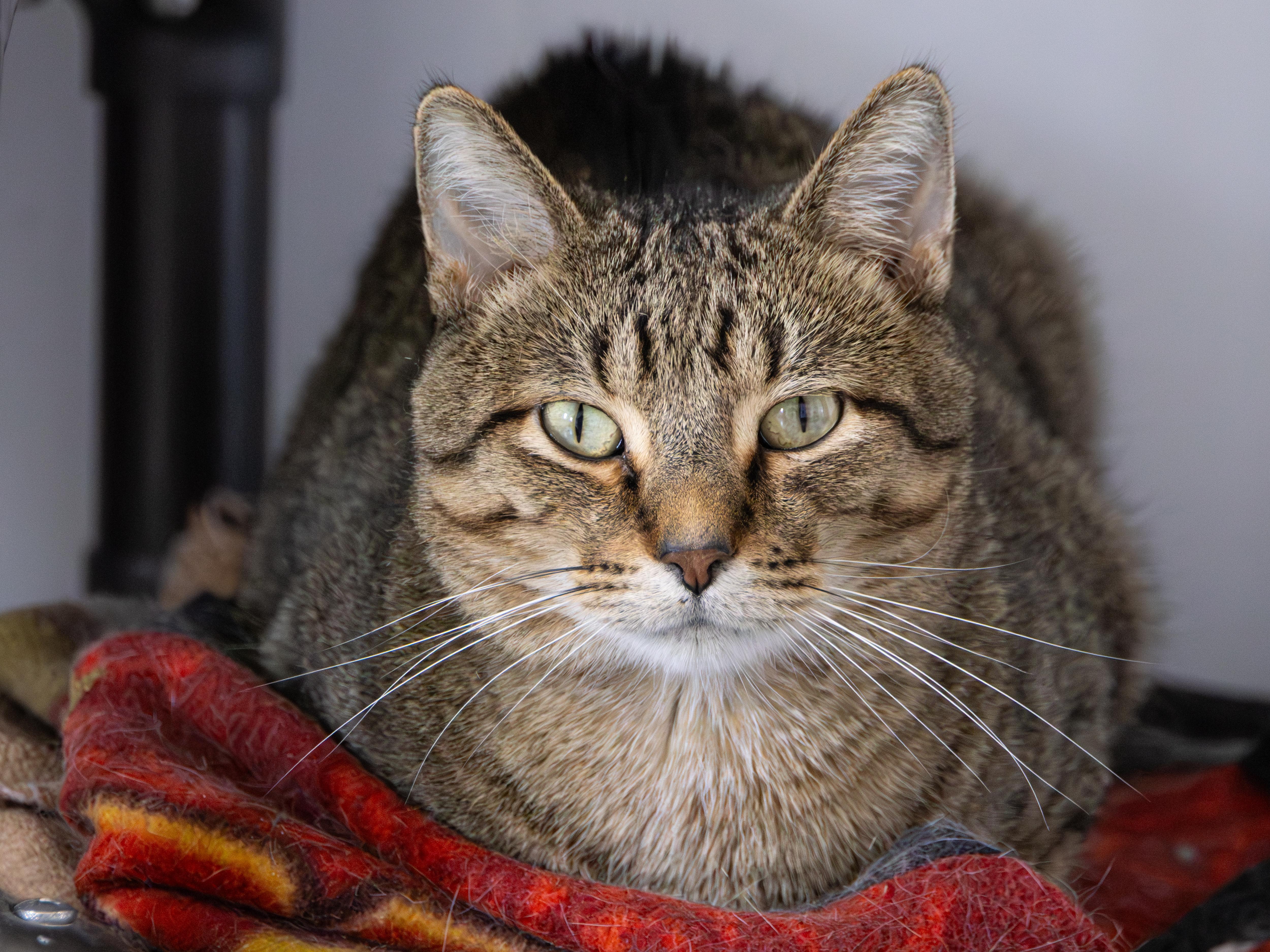 Wheat, an adoptable Domestic Short Hair in Richland Center, WI, 53581 | Photo Image 1