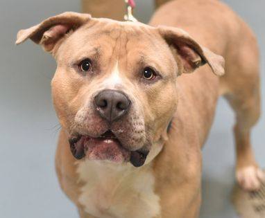 Ryder, a Adoptable mixed breed in Trout Run, PA image 1/6