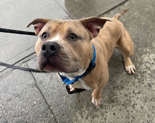 Ryder, a Adoptable mixed breed in Trout Run, PA image 2/6