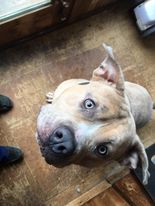 Ryder photo 6