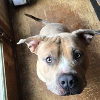 Ryder, a Adoptable mixed breed in Trout Run, PA image 4/6