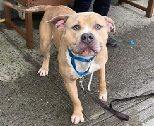 Ryder, a Adoptable mixed breed in Trout Run, PA image 5/6
