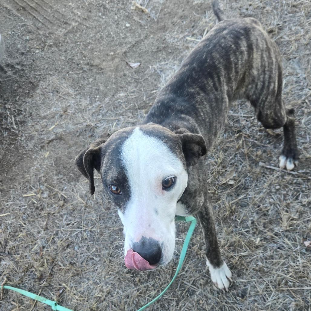 Millie, Adoptable, Young Female Catahoula Leopard Dog & Dutch Shepherd.