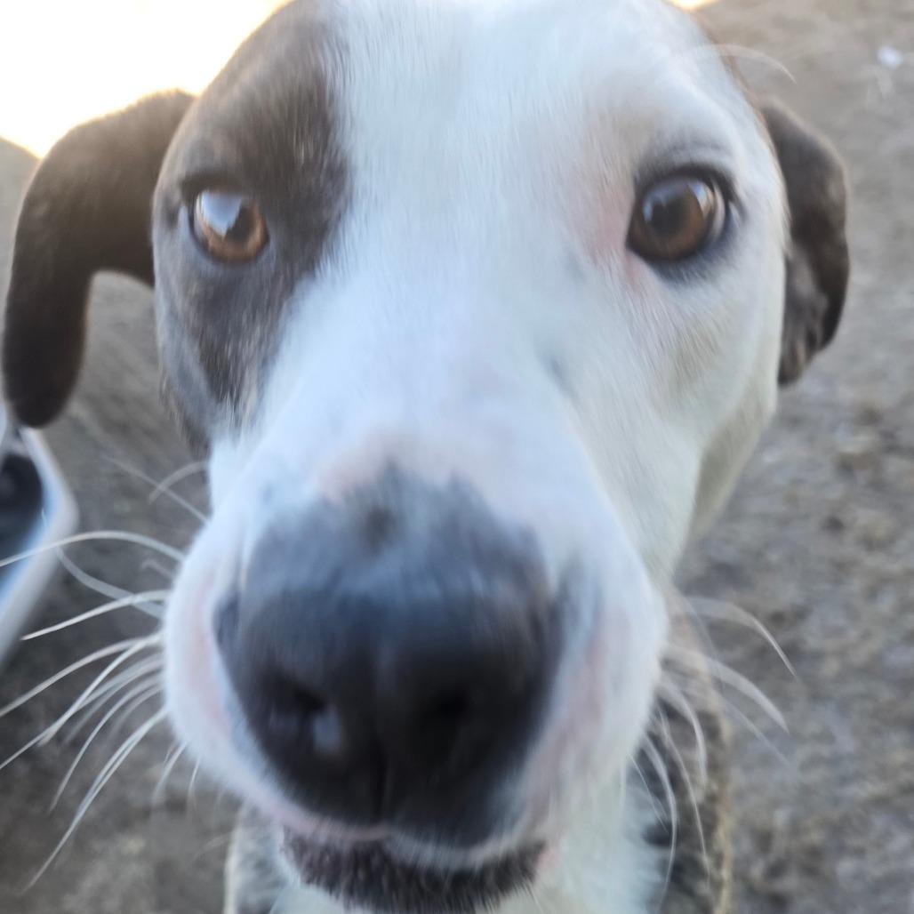 Enlarge Millie, a Adoptable mixed breed in Taos, NM image 2/6