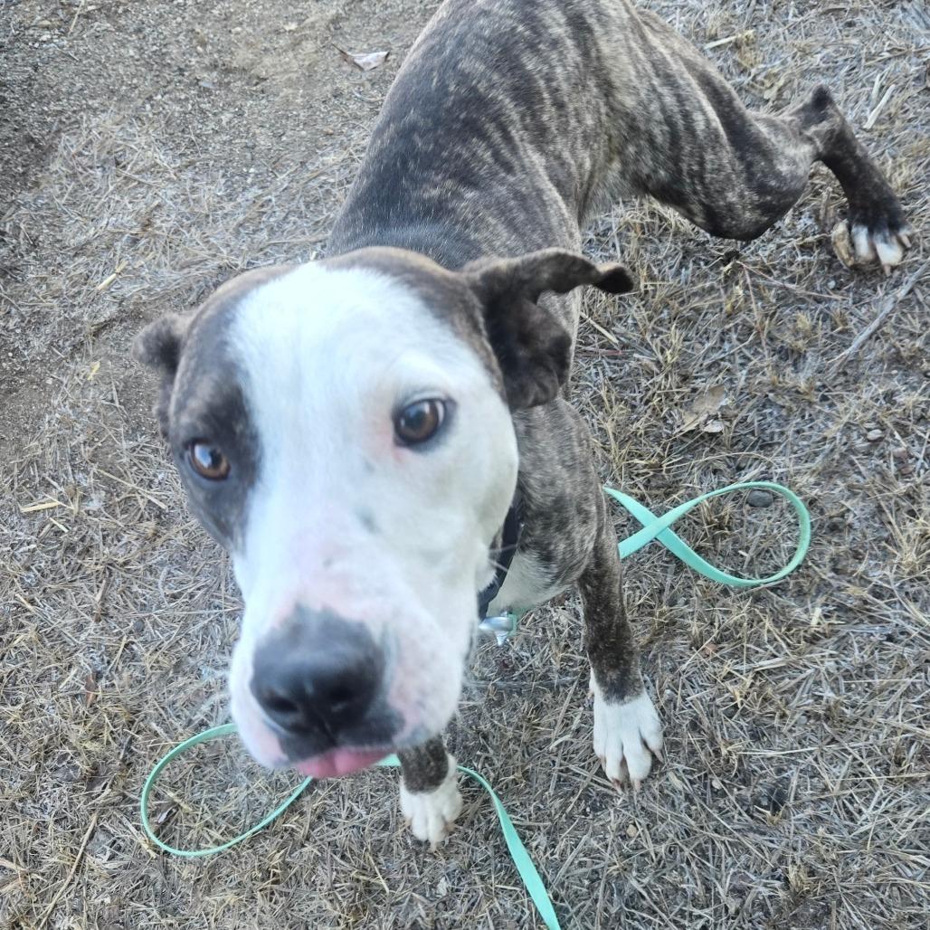 Enlarge Millie, a Adoptable mixed breed in Taos, NM image 5/6
