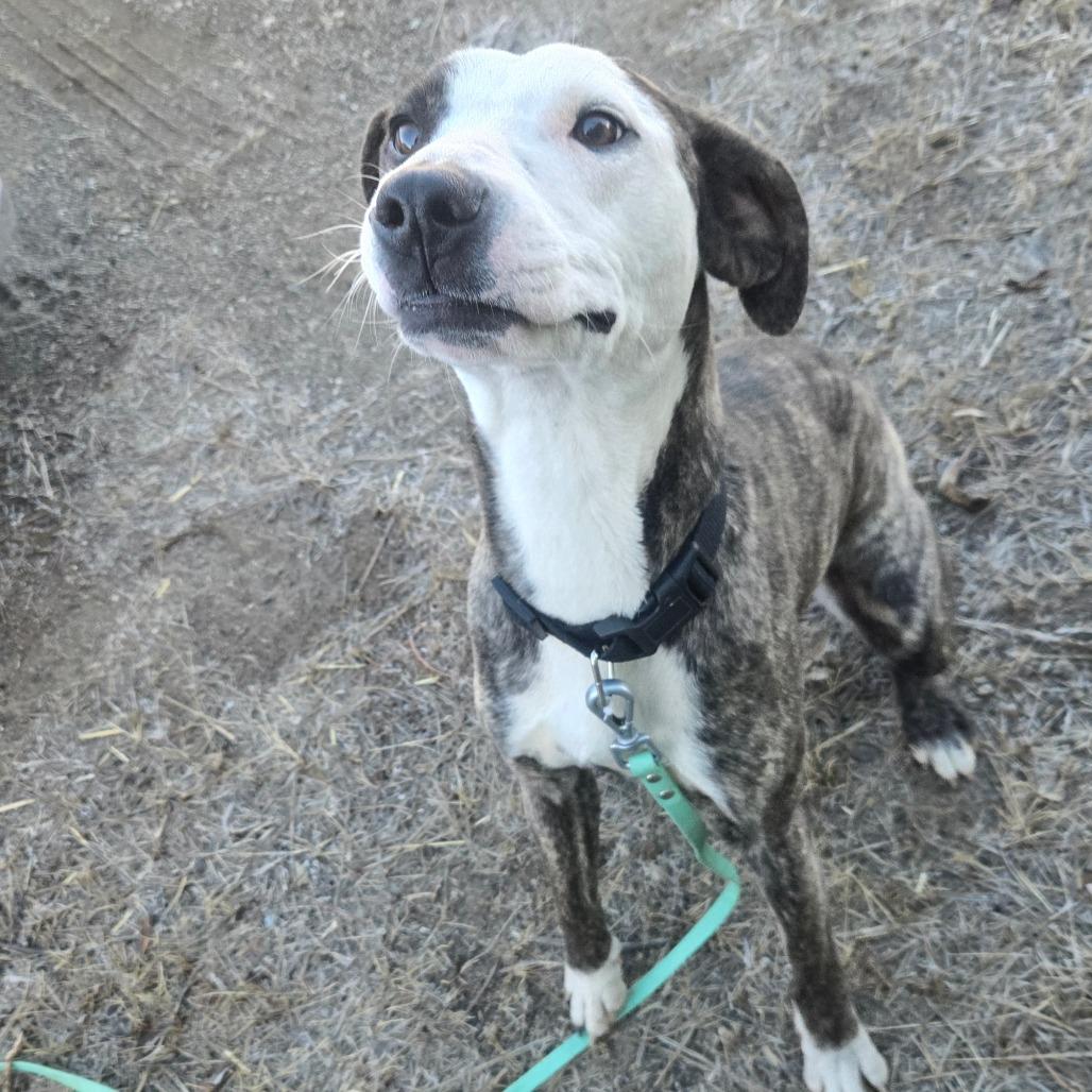 Enlarge Millie, a Adoptable mixed breed in Taos, NM image 6/6