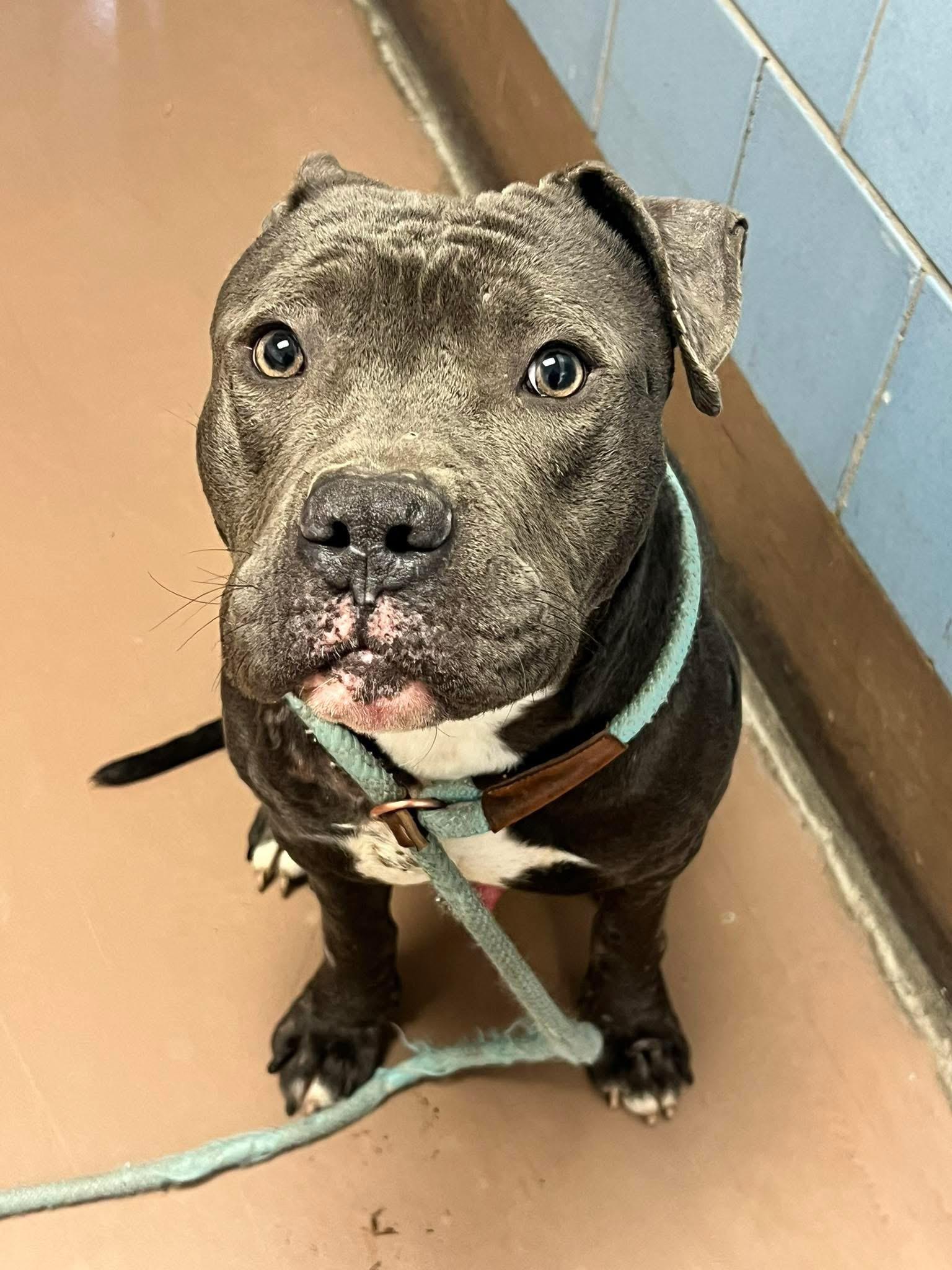 Bosco, adopted, Adult Male Pit Bull Terrier.