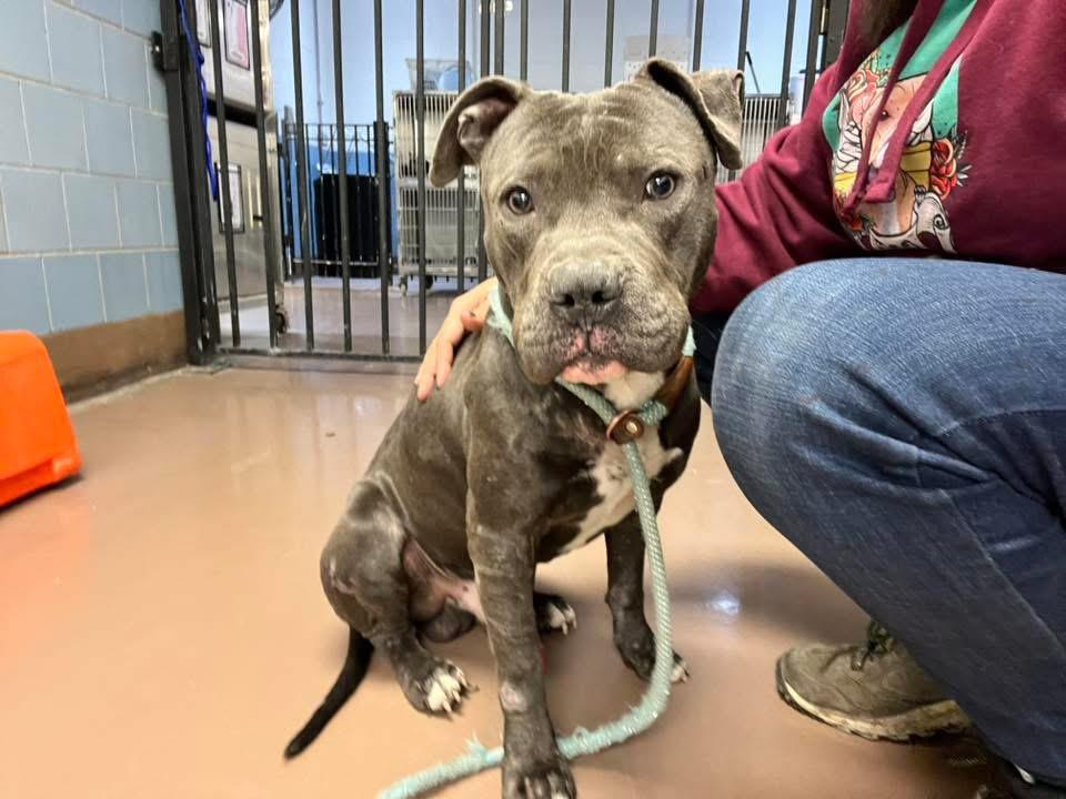 Bosco, an adopted Pit Bull Terrier in Chicago, IL image 3/5