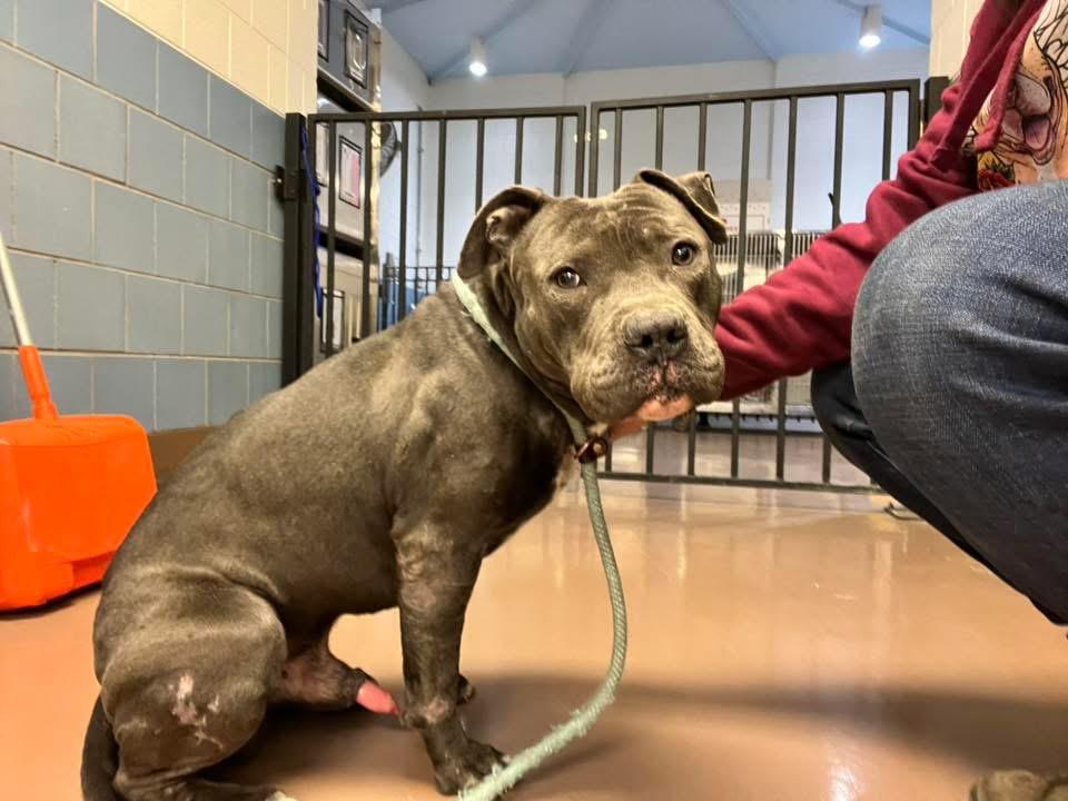 Bosco, an adopted Pit Bull Terrier in Chicago, IL image 2/5