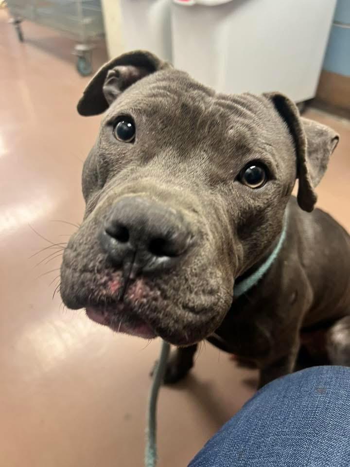 Bosco, an adopted Pit Bull Terrier in Chicago, IL image 4/5