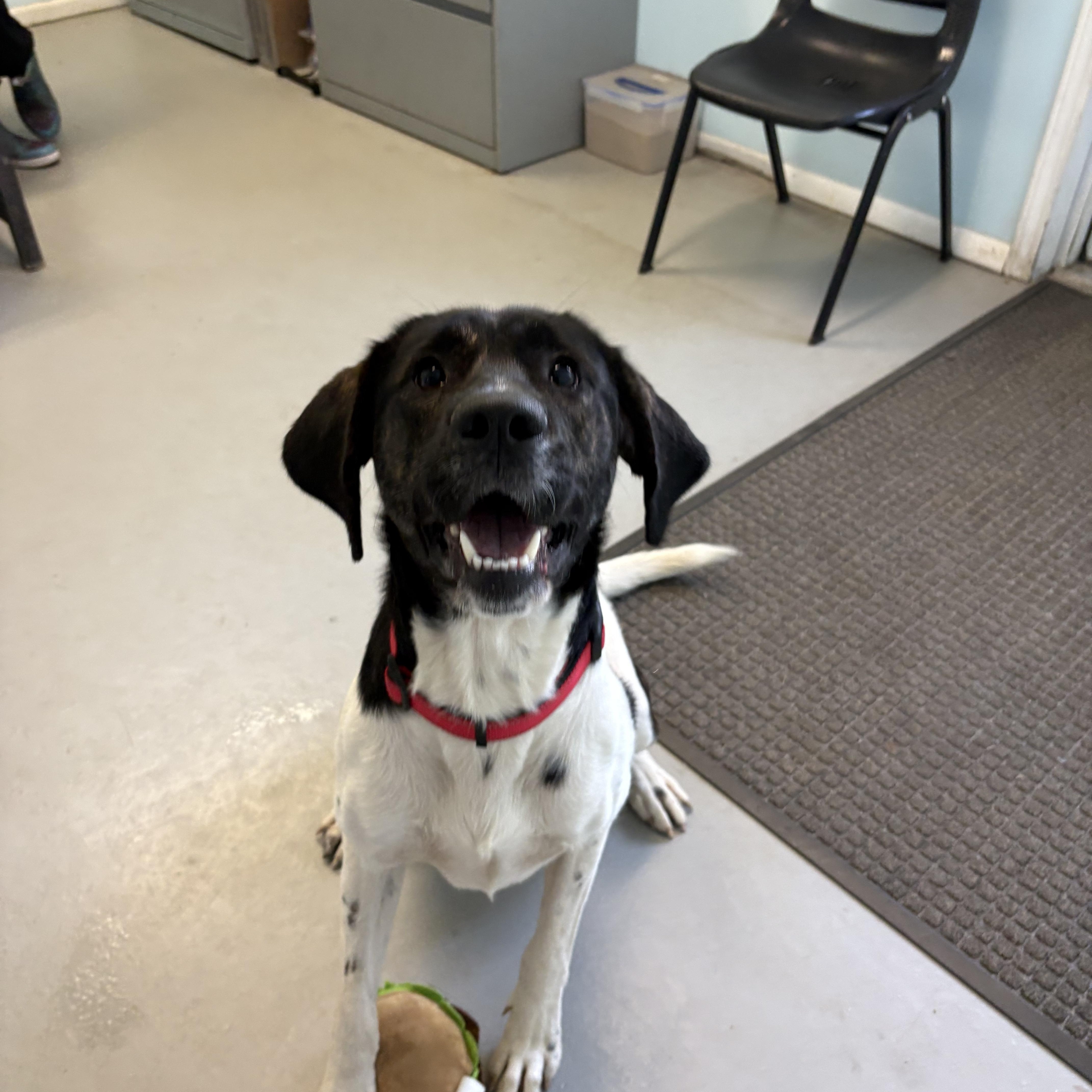 Enlarge Ranger, a Adoptable Mixed Breed in Big Rapids, MI image 3/3