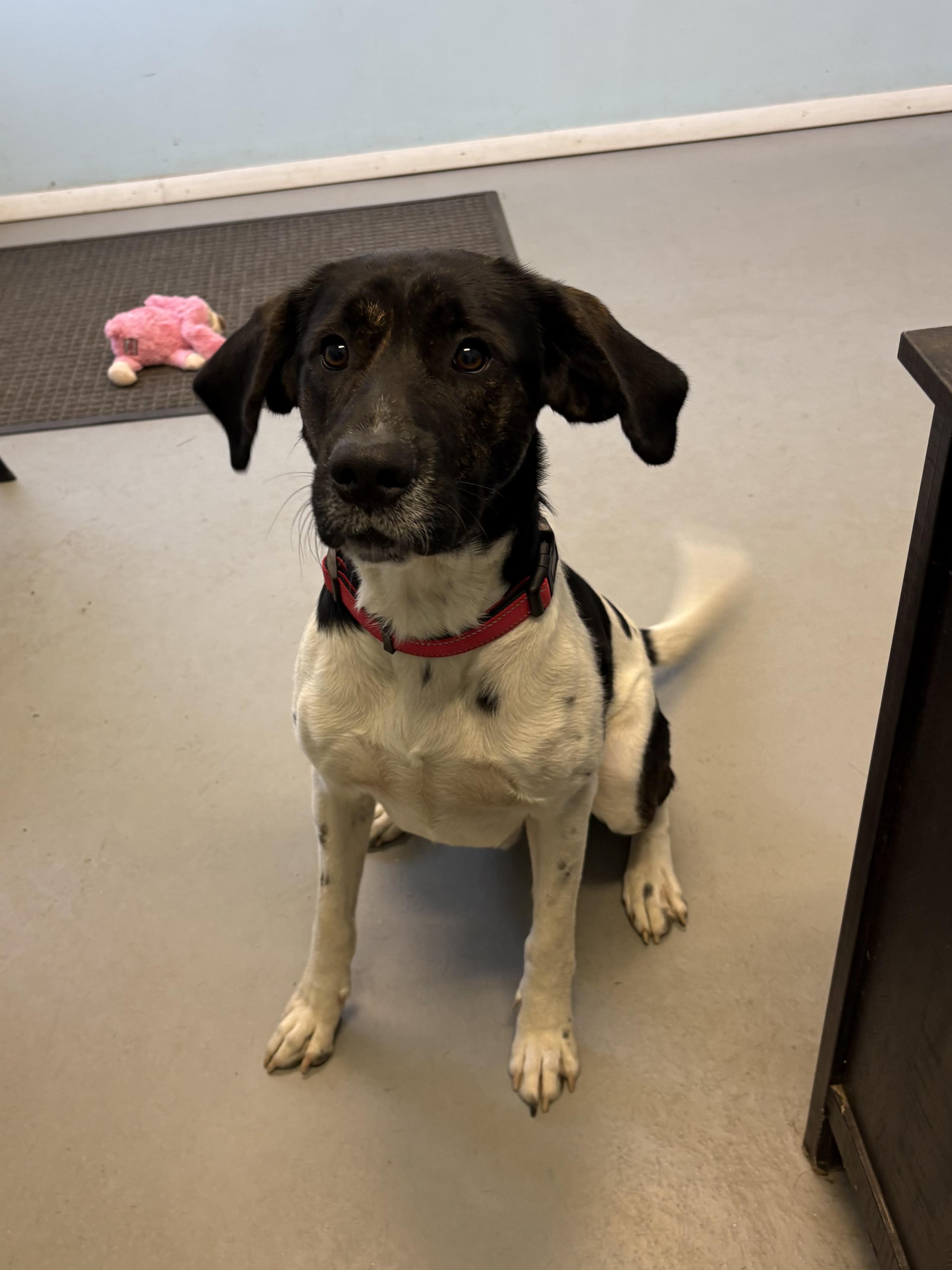 Ranger, Adoptable, Young Male Mixed Breed.
