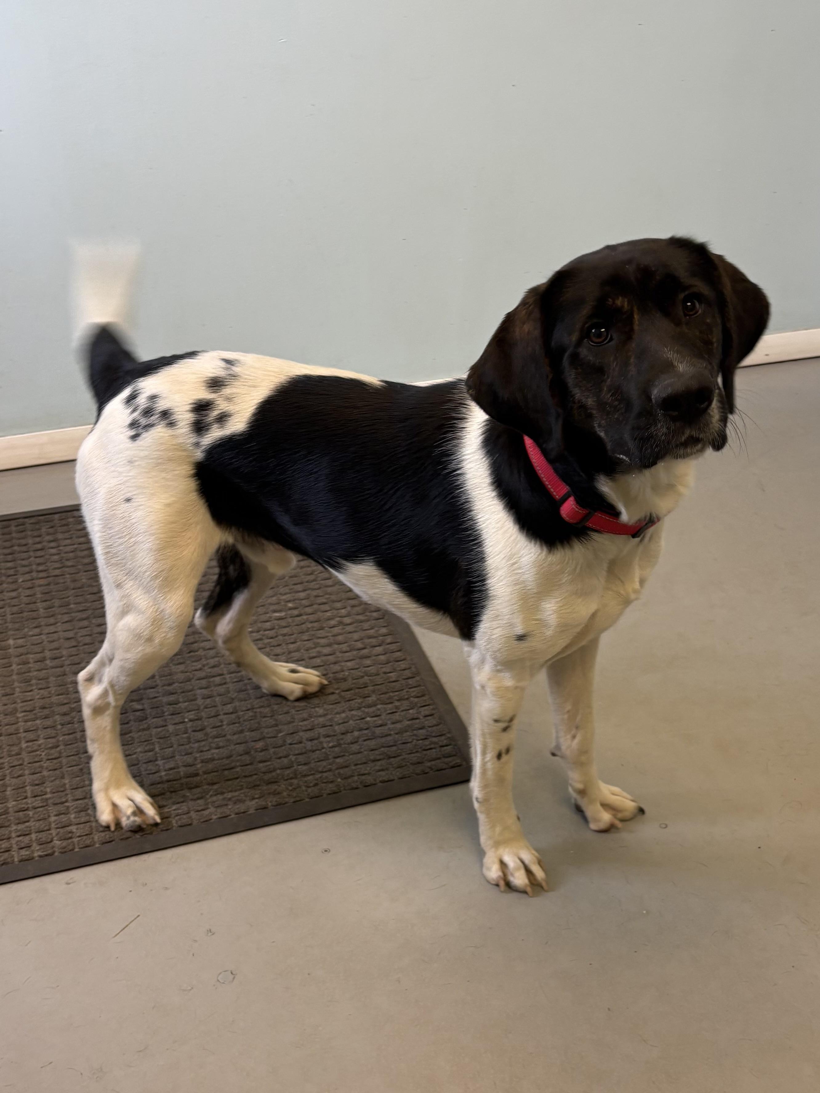 Enlarge Ranger, a Adoptable Mixed Breed in Big Rapids, MI image 2/3