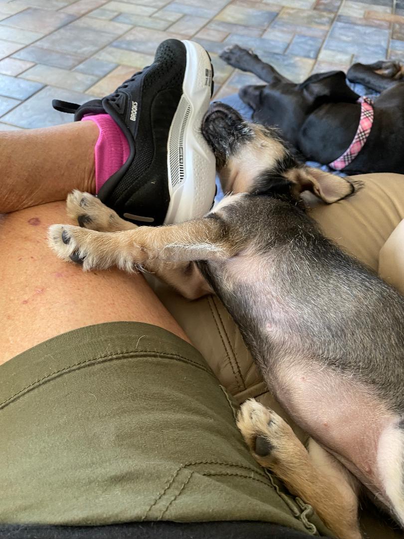 Savannah, an adopted mixed breed in Houston, TX image 3/3