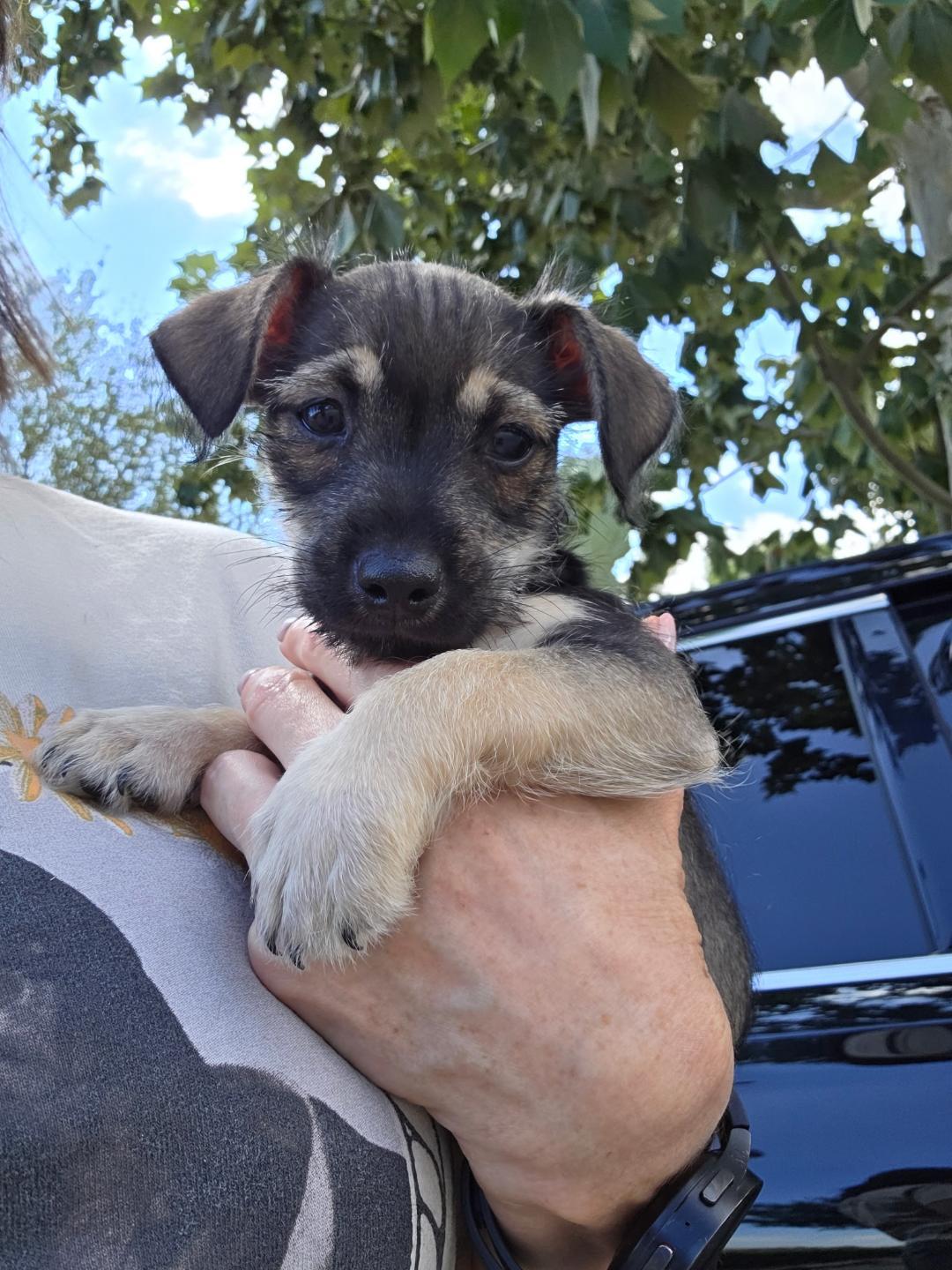 Savannah, an adopted mixed breed in Houston, TX image 1/3