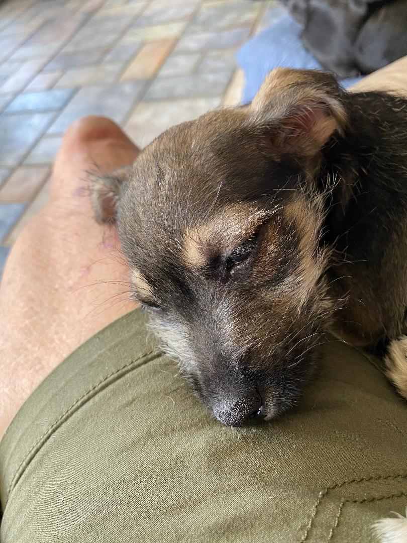 Savannah, an adopted mixed breed in Houston, TX image 2/3