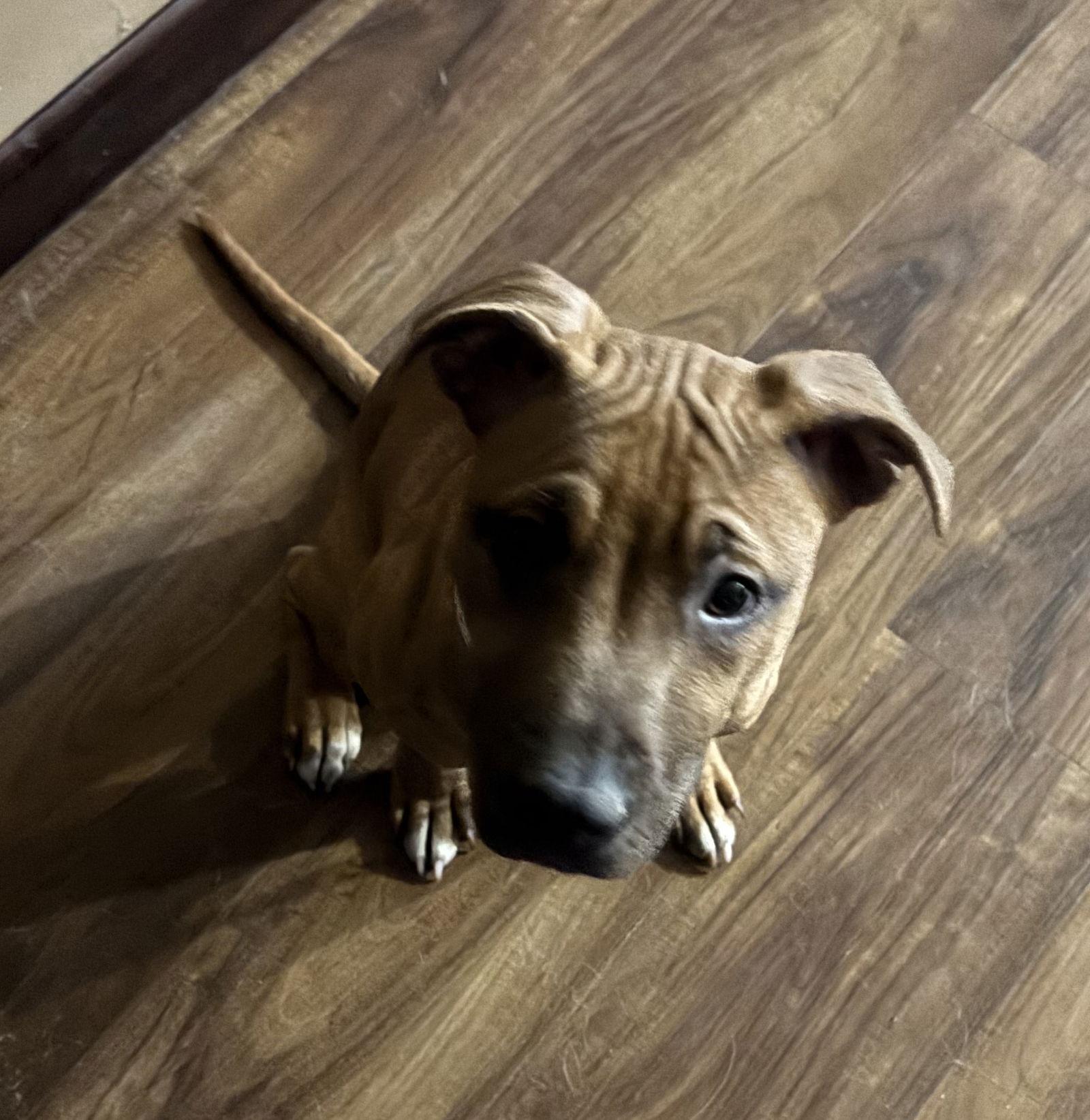 Irie, Adoptable, Young Female Pit Bull Terrier & Hound.