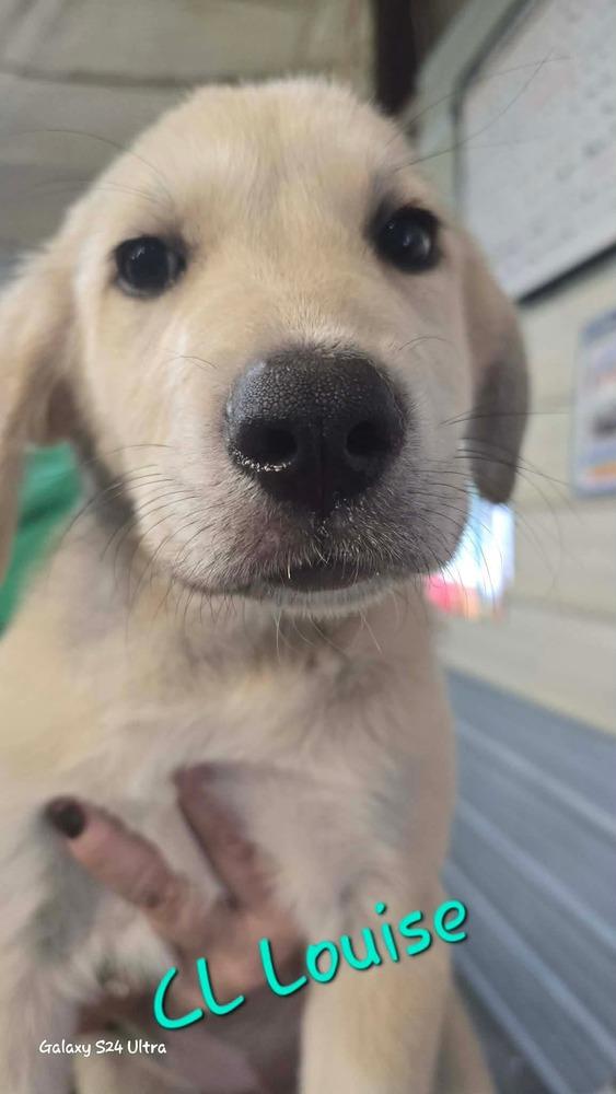 Enlarge CL  Louise, a Adoptable mixed breed in Warrenton, MO image 1/2