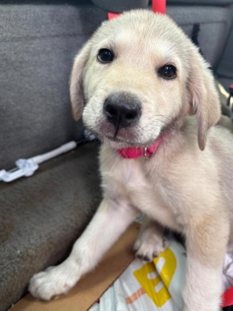 Enlarge CL  Louise, a Adoptable mixed breed in Warrenton, MO image 2/2
