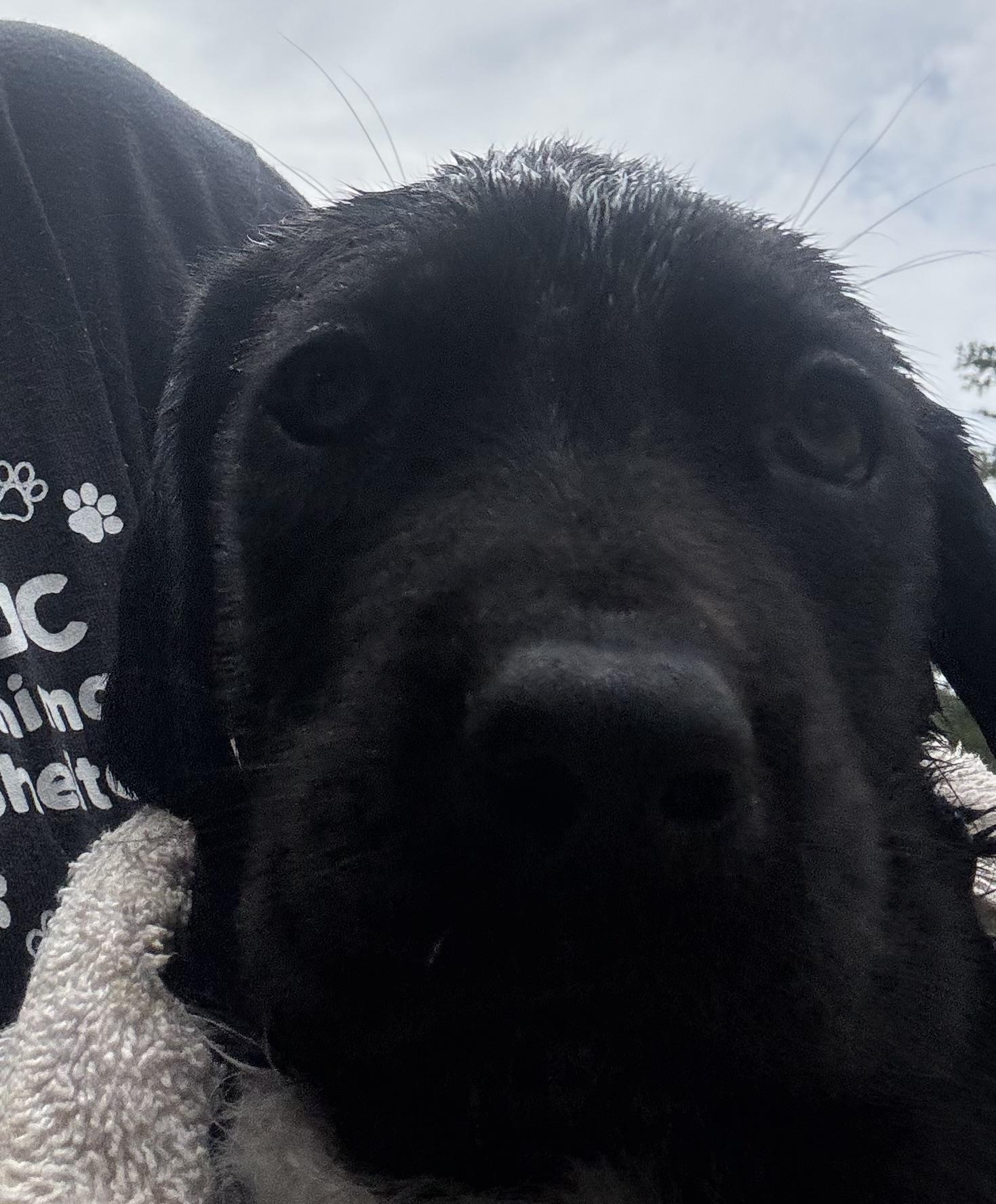 Great Dane Pups, an adopted mixed breed in Coldspring, TX image 2/6
