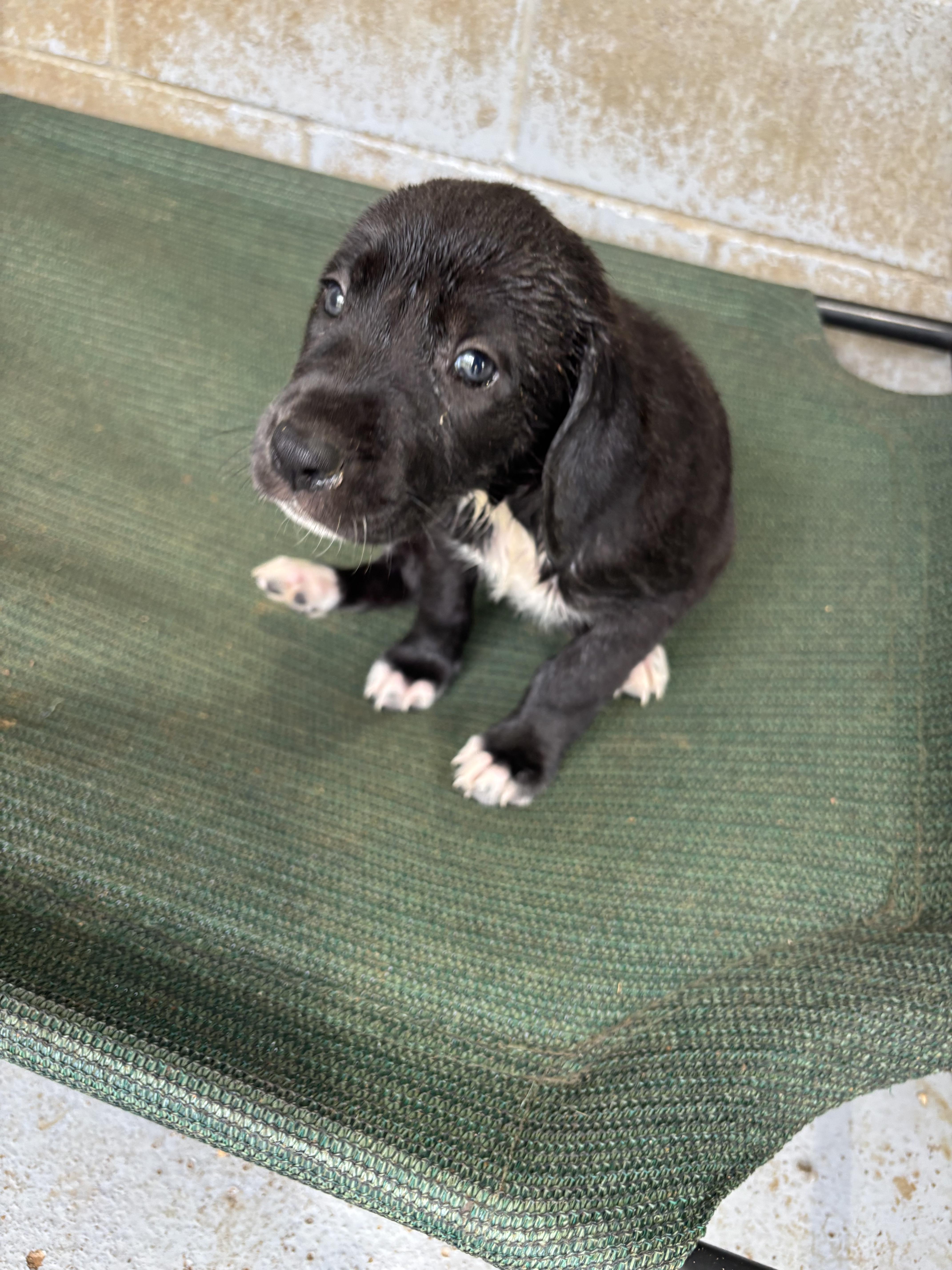 Great Dane Pups, an adopted mixed breed in Coldspring, TX image 3/6