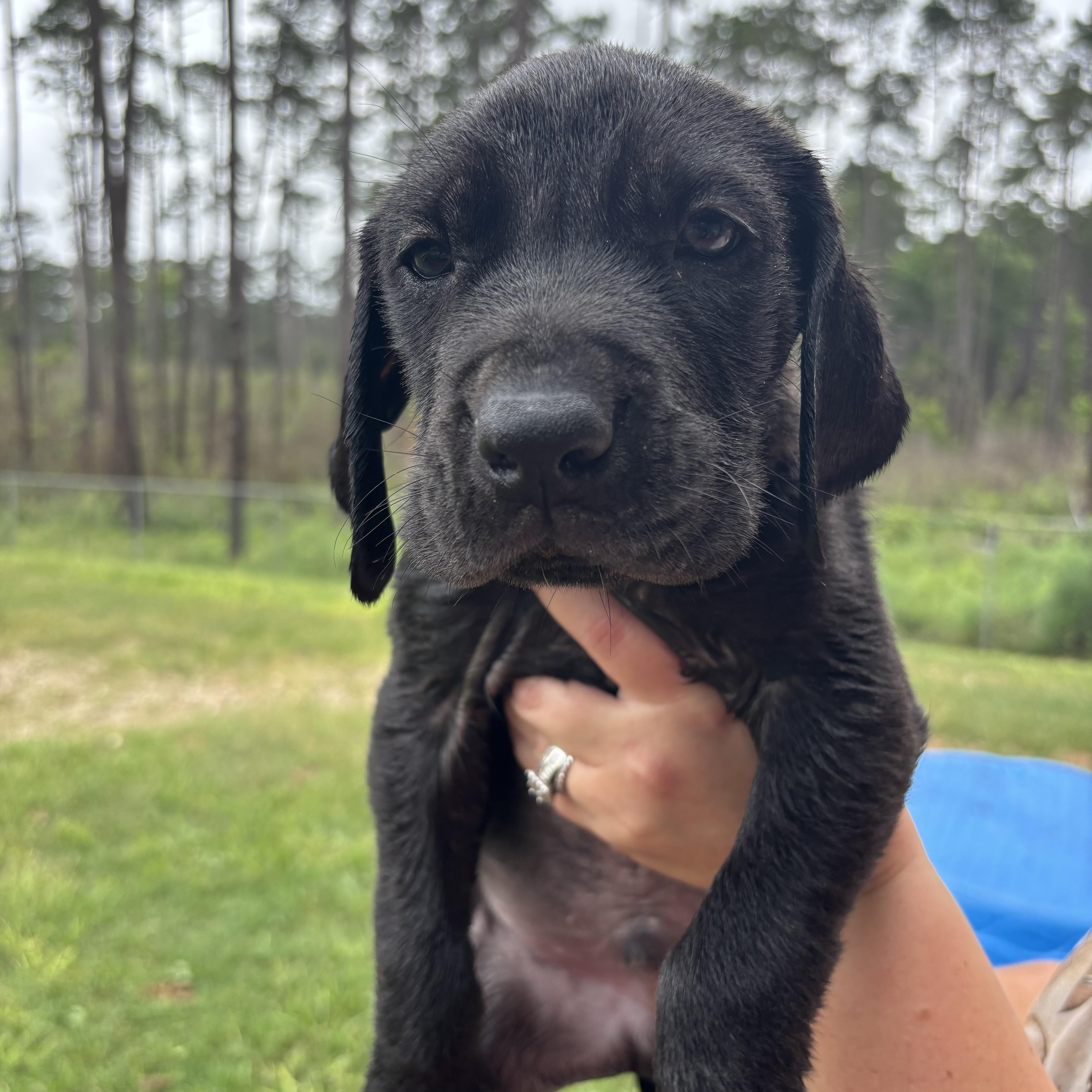 Great Dane Pups, an adopted mixed breed in Coldspring, TX image 5/6