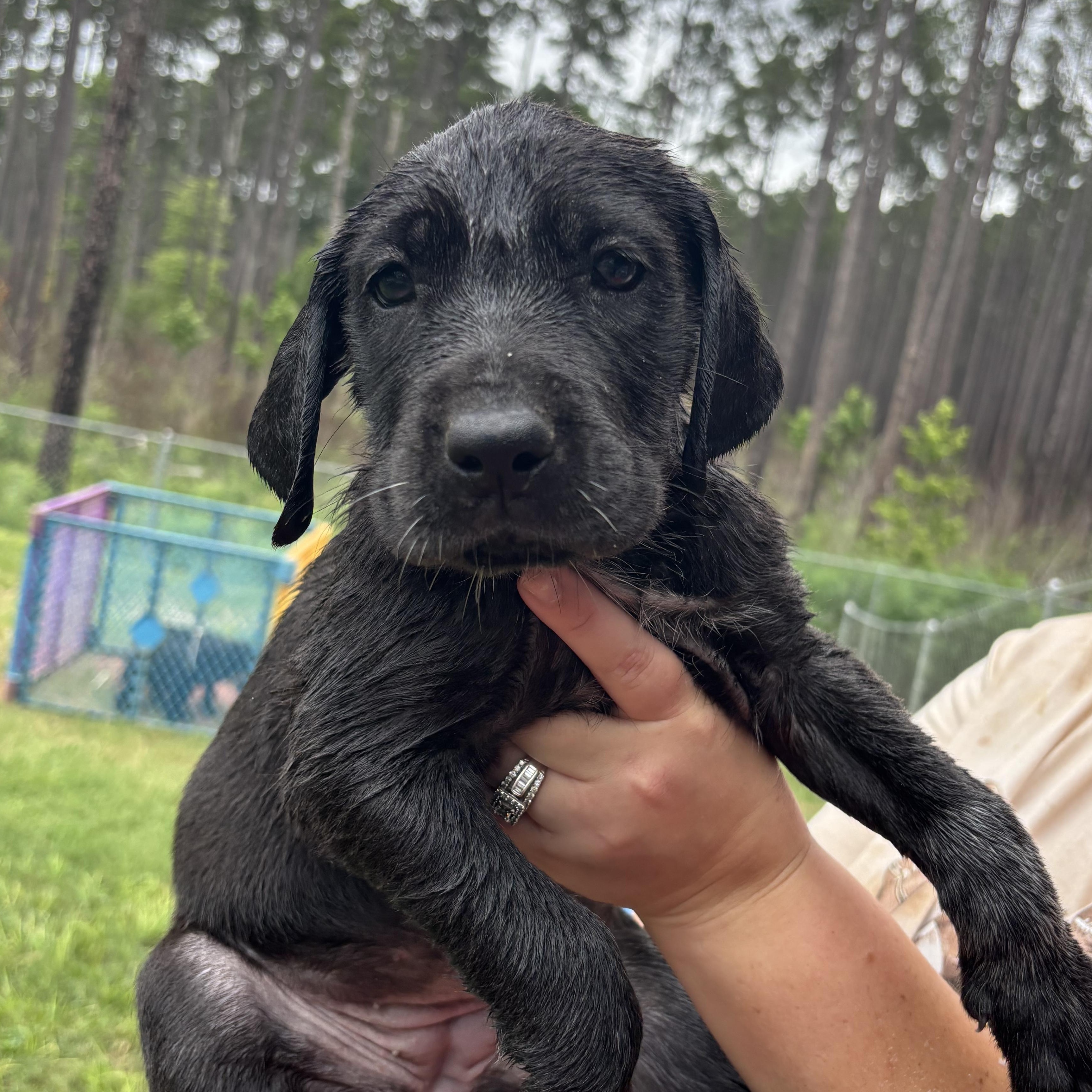 Great Dane Pups, an adopted mixed breed in Coldspring, TX image 6/6