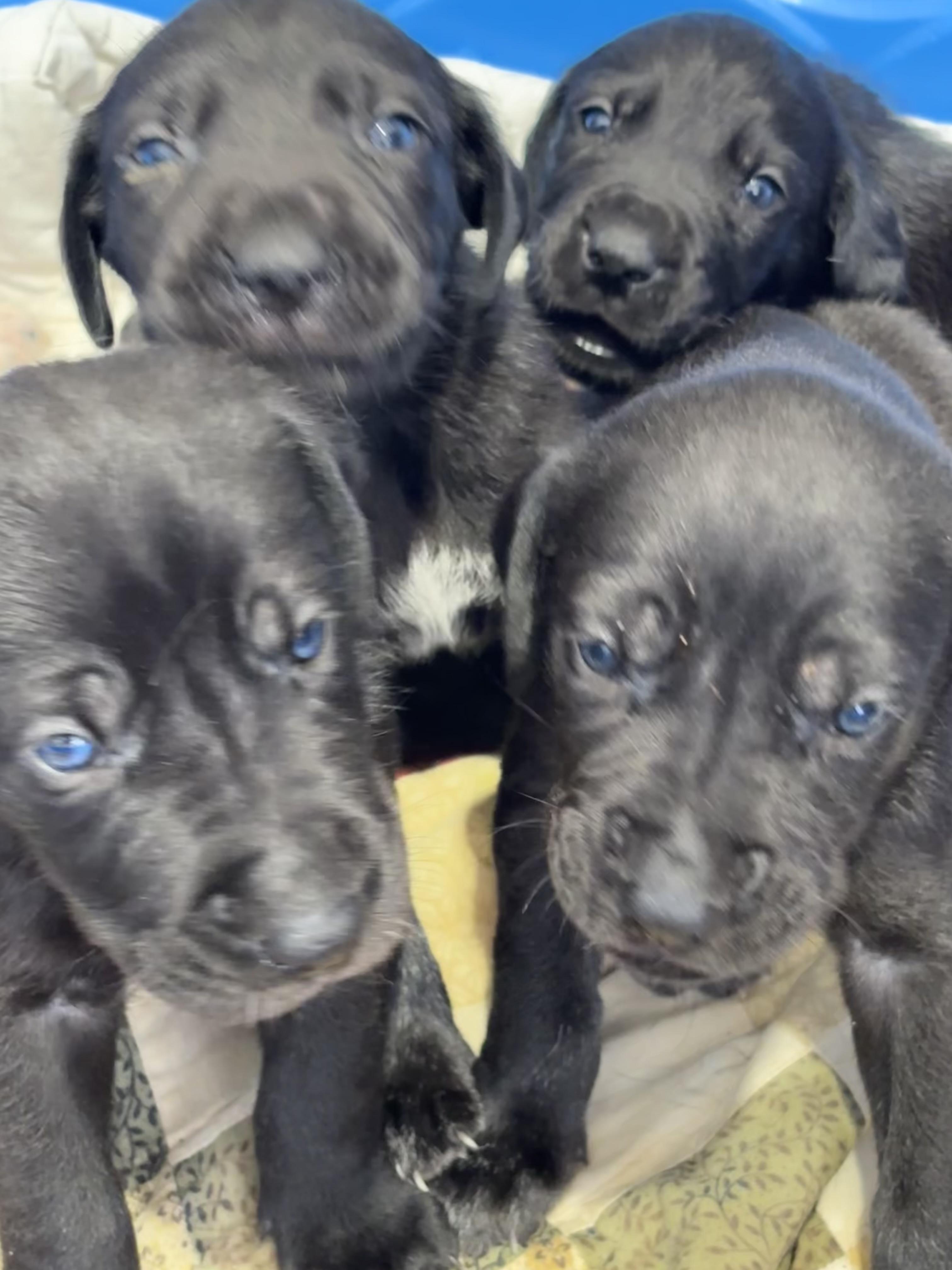 Great Dane Pups, an adopted mixed breed in Coldspring, TX image 4/6