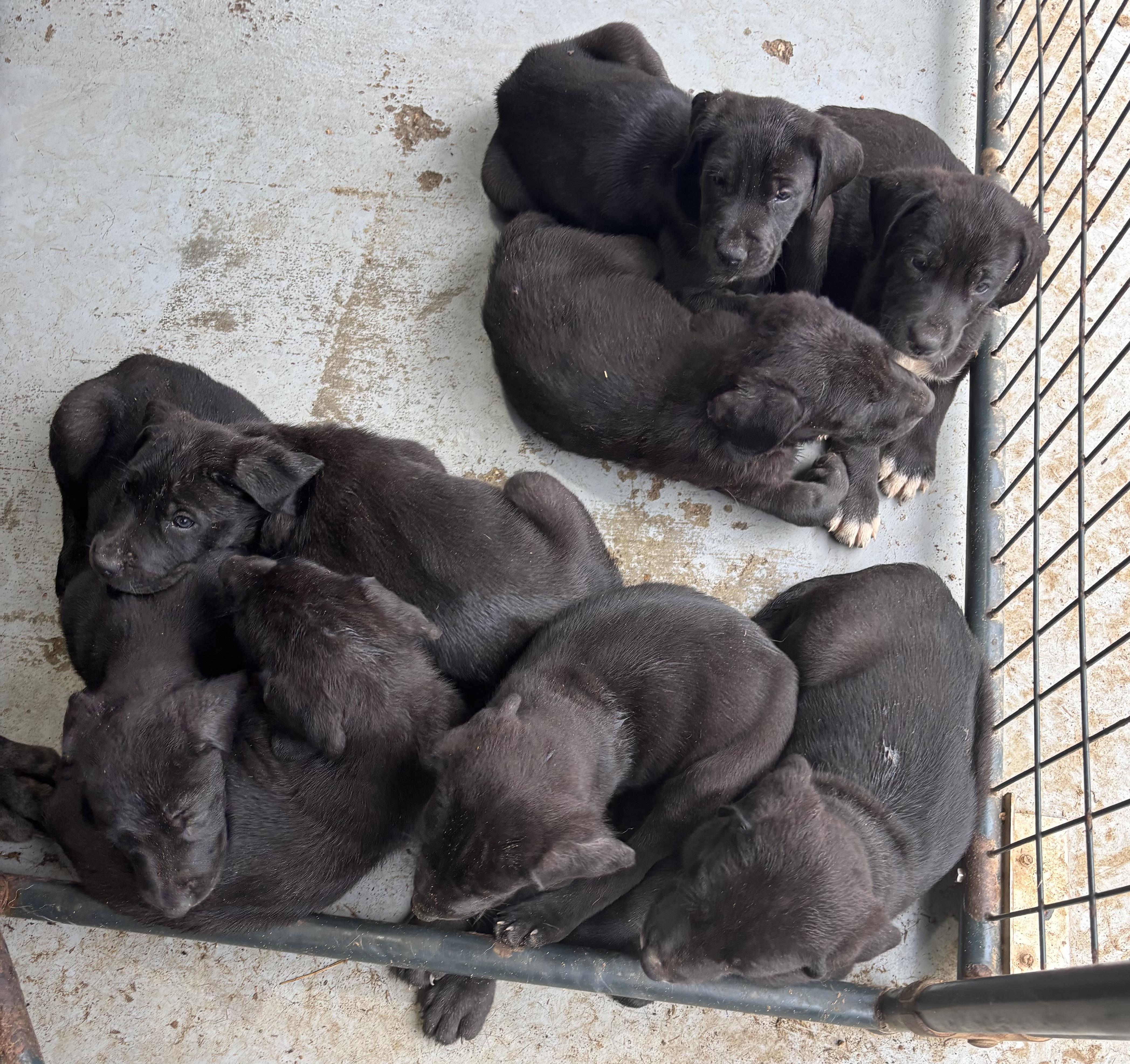 Great Dane Pups, an adopted mixed breed in Coldspring, TX image 1/6