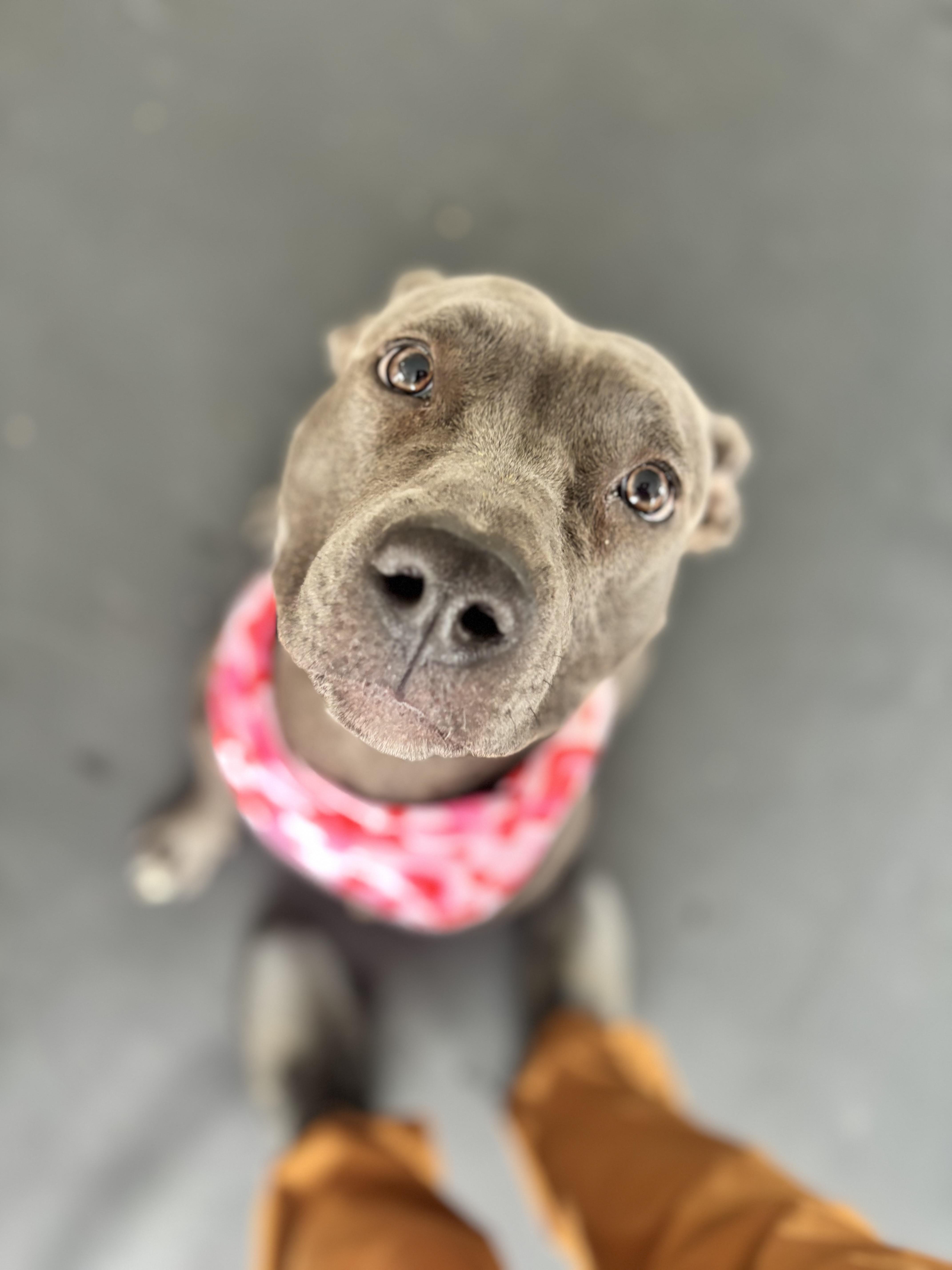 Marley, ADOPTABLE, Adult Female Pit Bull Terrier.