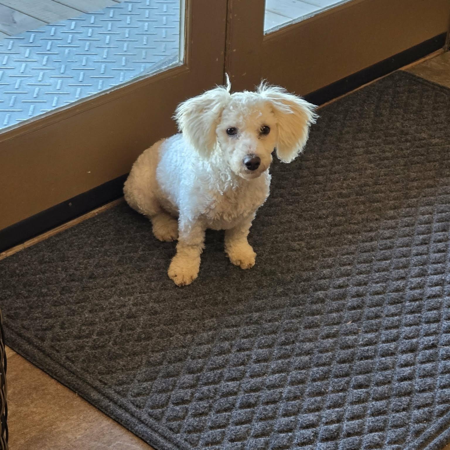 Enlarge Benvolio, an adopted Bichon Frise in Lancaster, KY image 4/5