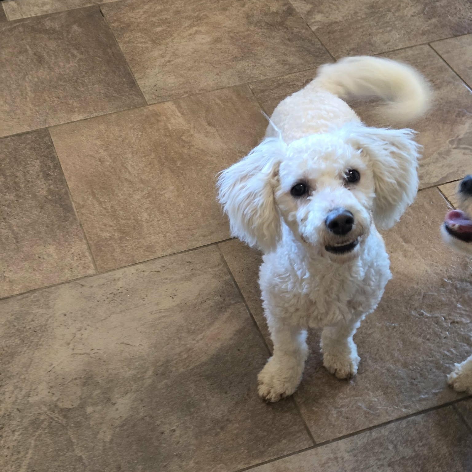 Enlarge Benvolio, an adopted Bichon Frise in Lancaster, KY image 2/5