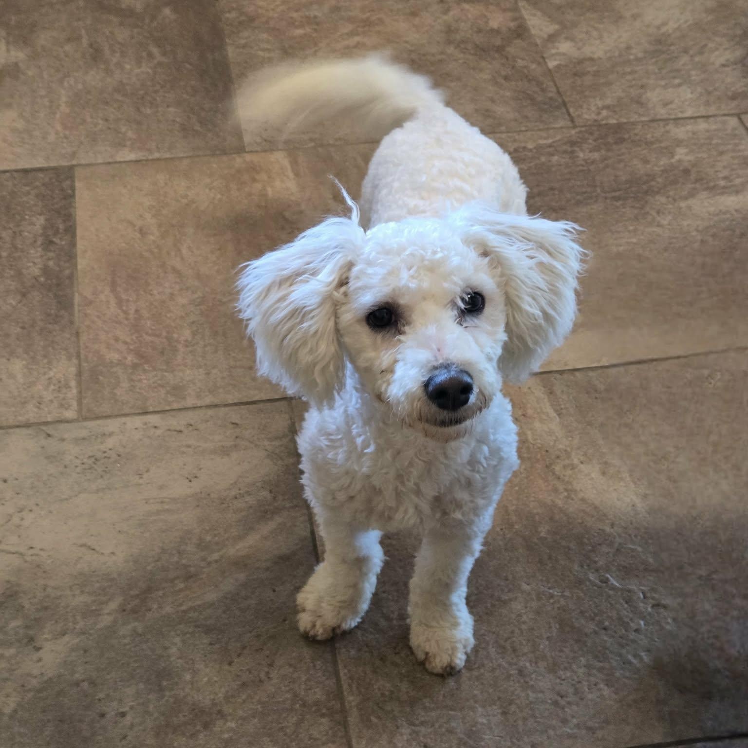 Enlarge Benvolio, an adopted Bichon Frise in Lancaster, KY image 3/5